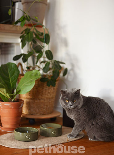 Harley and Cho Керамічна миска Olive Sphere Bowl