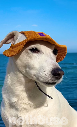 Hat-Dog Панама з вельвету для собак, гірчична