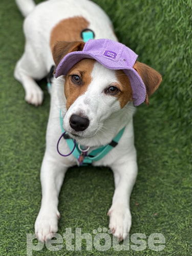 Hat-Dog Панама з вельвету для собак, лавандова