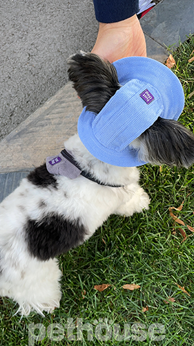 Hat-Dog Панама из вельвета для собак, голубая