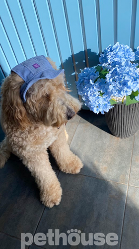 Hat-Dog Панама из вельвета для собак, голубая