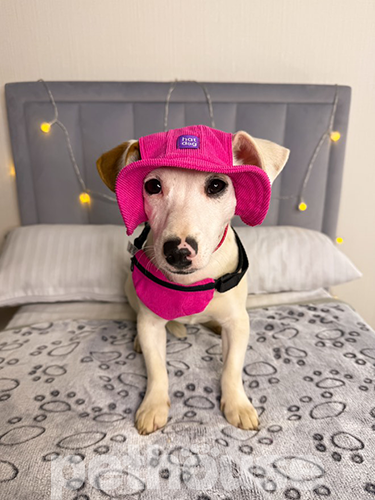 Hat-Dog Панама з вельвету для собак, малинова