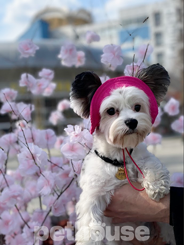 Hat-Dog Панама з вельвету для собак, малинова