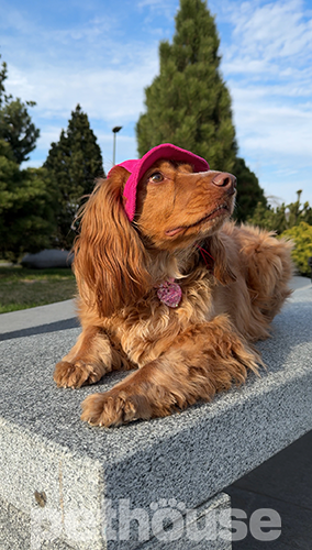 Hat-Dog Панама з вельвету для собак, малинова