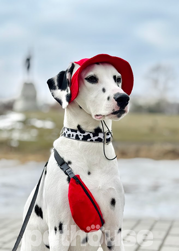 Hat-Dog Панама з вельвету для собак, червона