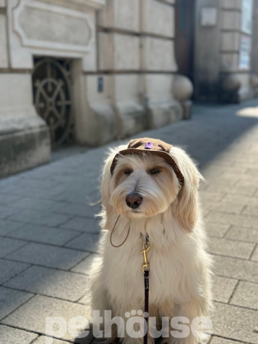 Hat-Dog Панама з вельвету для собак, капучино