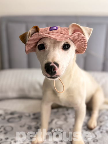 Hat-Dog Панама из вельвета для собак, пудровая