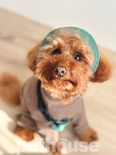 Hat-Dog Панама из вельвета для собак, оливковая