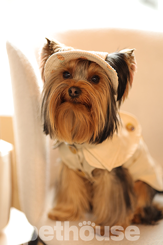Hat-Dog Панама з вельвету для собак, ананаси