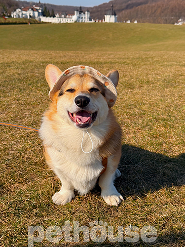 Hat-Dog Панама з вельвету для собак, ананаси