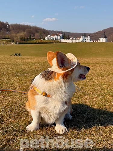 Hat-Dog Панама з вельвету для собак, ананаси