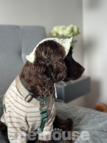 Hat-Dog Панама з вельвету для собак, сердечки