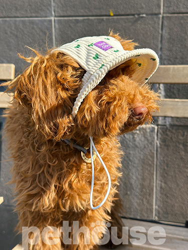 Hat-Dog Панама з вельвету для собак, сердечки