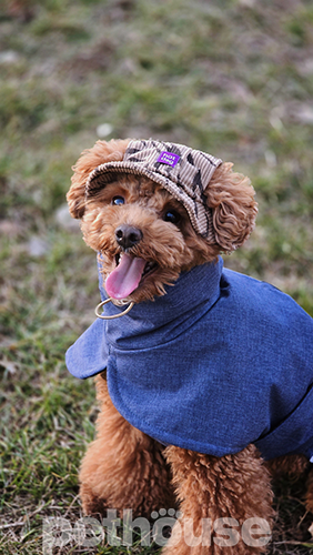 Hat-Dog Панама из вельвета для собак, зебра