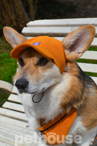 Hat-Dog Кепка з вельвету для собак, гірчична