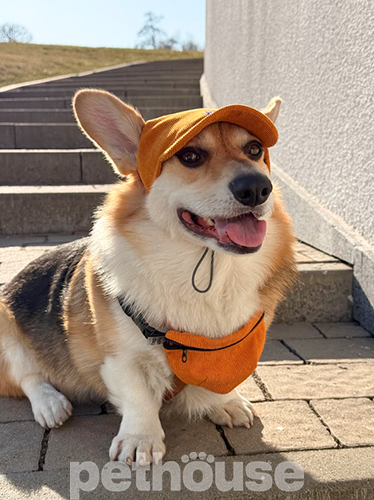 Hat-Dog Кепка з вельвету для собак, гірчична