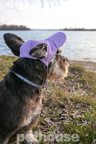 Hat-Dog Кепка з вельвету для собак, лавандова