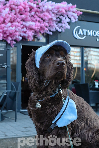 Hat-Dog Кепка з вельвету для собак, блакитна