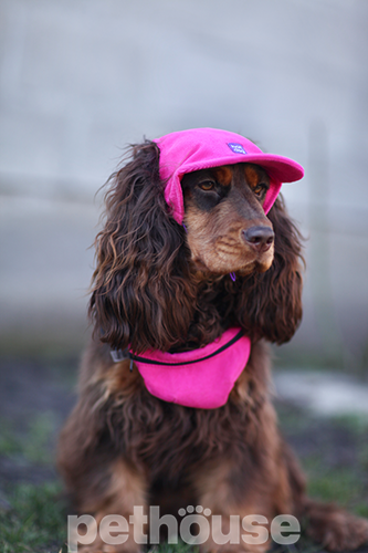 Hat-Dog Кепка з вельвету для собак, малинова