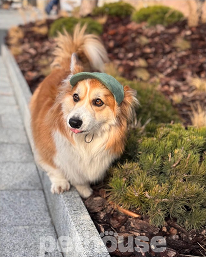 Hat-Dog Кепка из вельвета для собак, оливковая