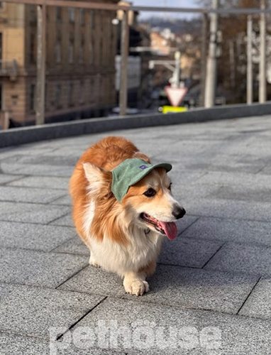 Hat-Dog Кепка из вельвета для собак, оливковая