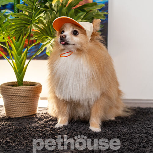 Hat-Dog Кепка з еко-шкіри для собак, бежева