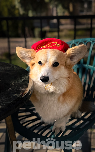 Hat-Dog Берет з вельвету для собак, червоний
