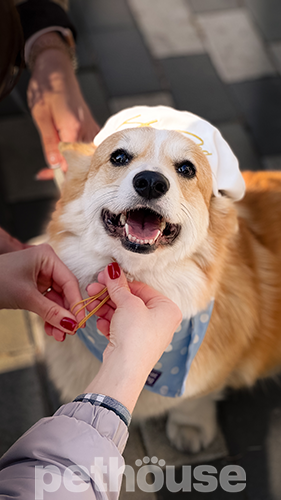 Hat-Dog Берет з вельвету для собак, червоний