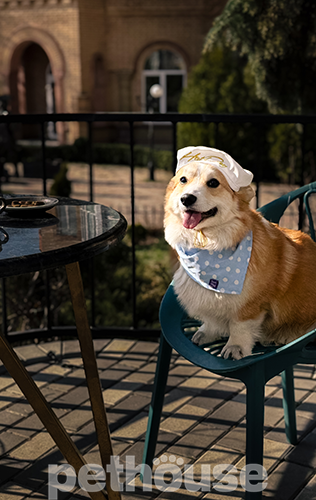 Hat-Dog Берет з вельвету для собак, червоний
