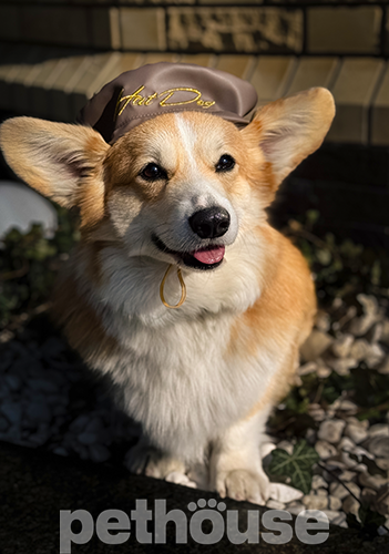 Hat-Dog Берет з еко-шкіри для собак, шоколадний