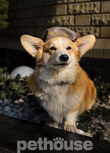Hat-Dog Берет з еко-шкіри для собак, шоколадний