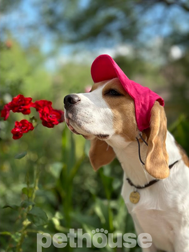 Hat-Dog Кепка из льна для собак, малиновая