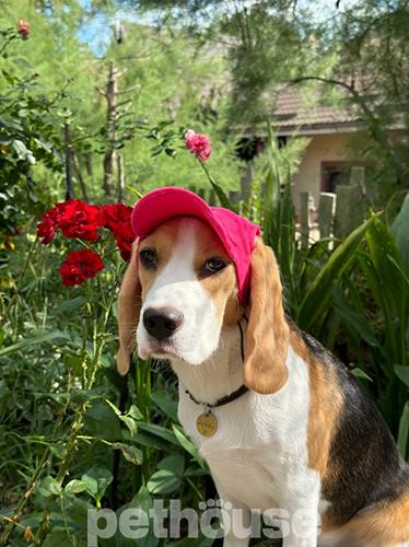 Hat-Dog Кепка из льна для собак, малиновая