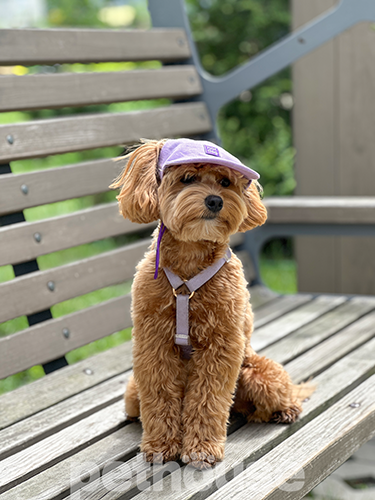 Hat-Dog Кепка з льону для собак, лавандова
