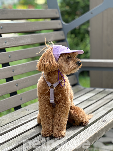 Hat-Dog Кепка з льону для собак, лавандова