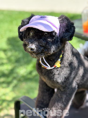 Hat-Dog Кепка з льону для собак, лавандова