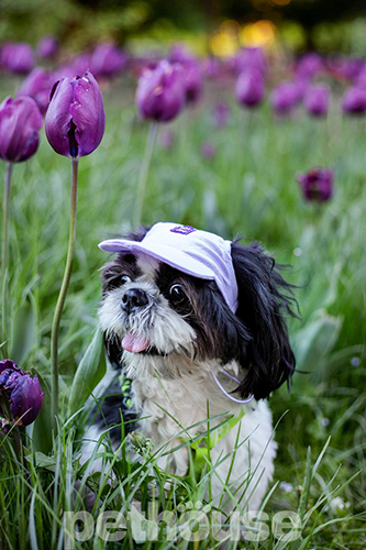 Hat-Dog Кепка з льону для собак, лавандова