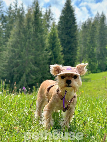 Hat-Dog Кепка из льна для собак, мокко