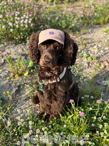 Hat-Dog Кепка из льна для собак, мокко