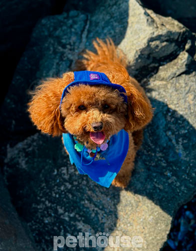 Hat-Dog Панама з бавовни для собак, синя