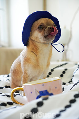 Hat-Dog Панама з бавовни для собак, синя