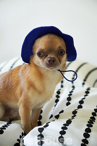 Hat-Dog Панама з бавовни для собак, синя