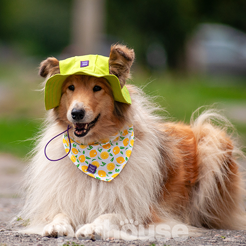 Hat-Dog Панама из хлопка для собак, фисташковая