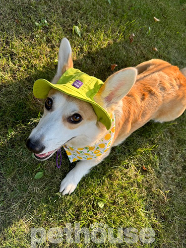 Hat-Dog Панама из хлопка для собак, фисташковая