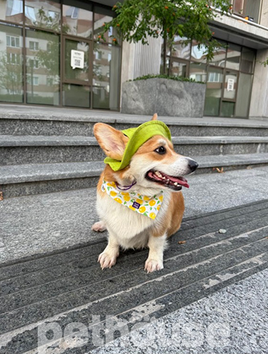 Hat-Dog Панама из хлопка для собак, фисташковая