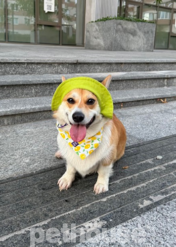 Hat-Dog Панама из хлопка для собак, фисташковая