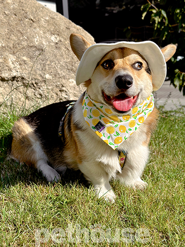 Hat-Dog Панама з бавовни для собак, біла