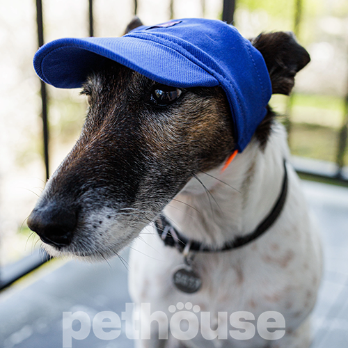 Hat-Dog Кепка з бавовни для собак, синя