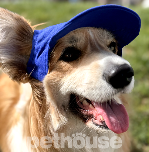 Hat-Dog Кепка з бавовни для собак, синя