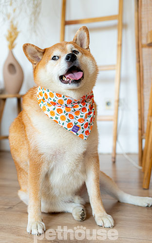 Hat-Dog Бандана для собак, апельсины